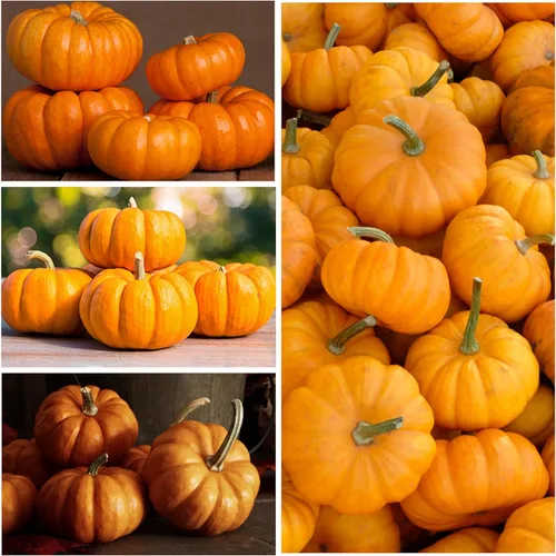 Miniatura 6 de Seed Needs Semillas de calabaza para plantar una colección de mini calabazas, reliquia sin OMG y semillas de calabaza sin tratar para plantar un
