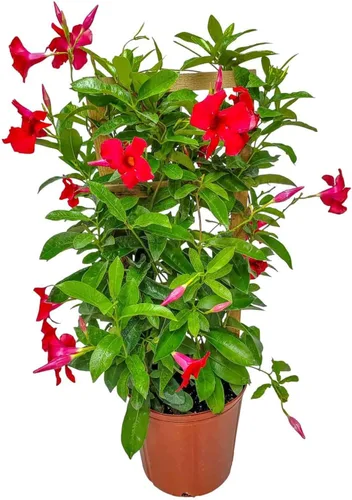 Mandevilla - Planta viva, enrejado, mandevilla de floración gigante roja, Tropical Plants of Florida - Altura total de 36 pulgadas (solo planta)