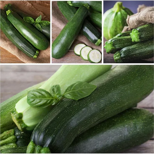 Miniatura 5 de Seed Needs Semillas de calabacín para plantar calabaza de verano Black Beauty, sin OMG, reliquia y sin tratar, rendimientos prolíficos de deliciosos