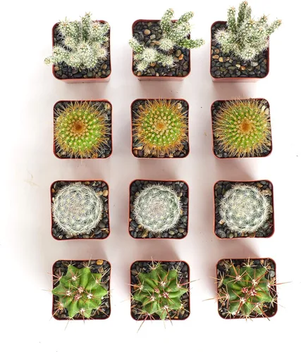 Miniatura 2 de Shop Succulents Can't Touch This Collection Surtido de plantas de cactus de interior vivas seleccionadas a mano, totalmente arraigadas, paquete