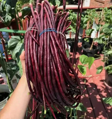 Miniatura 3 de 30 semillas de frijol largo verde/rojo para patio, fideos asiáticos, espárragos, semillas de frijol sin OMG