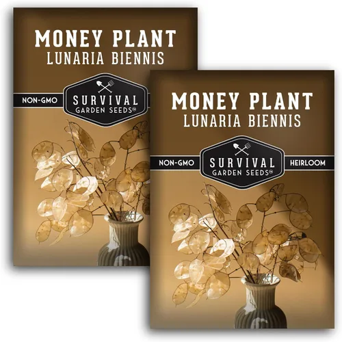 Miniatura 10 de Survival Garden Seeds Semillas de plantas de dinero para plantar, 1 paquete con instrucciones para cultivar Lunaria Annua en el jardín de tu casa