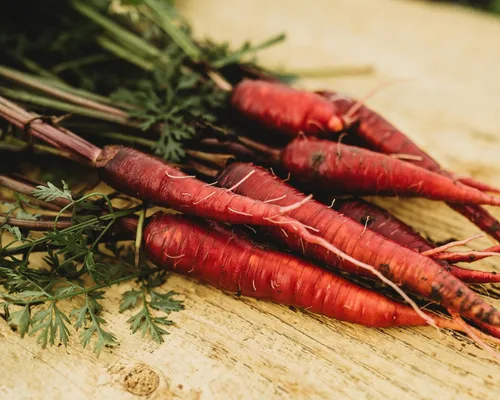 Miniatura 6 de Zanahoria roja dragón – 150 semillas – Variedad rara reliquia y polinizada abierta, semillas de vegetales sin OMG para plantar en interiores