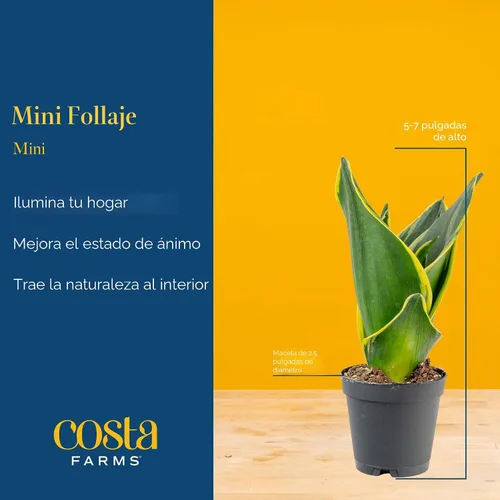 Miniatura 4 de Costa Farms Plantas vivas mini de interior en macetas de plástico, fáciles de mantener, plantas de interior purificadoras de aire, decoración