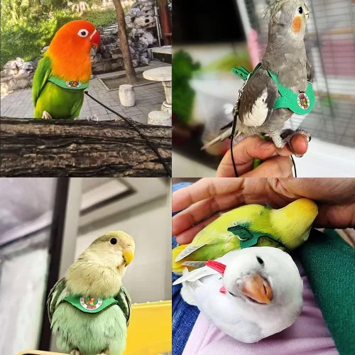 Miniatura 2 de Juego de arnés ajustable y correa para pájaros pequeños, apto para periquitos, conures, cacatúas, mejillas verdes, loros cuáqueros (verde, XS) 6350-6