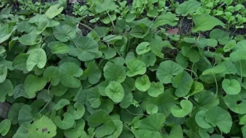 Miniatura 5 de 100 semillas de centella asiática, semillas indias de Pennywort Gotu Kola