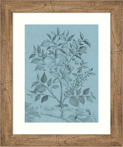 Amanti Art Vision Studio - Póster enmarcado de 24 x 20 pulgadas, diseño botánico en V verde azulado por Vision Studio, arte de pared de naturaleza
