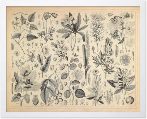 Miniatura 22 de Poster Master Póster Vintage de Plantas Cultivadas - Impresión Botánica Retro - Arte de Flores - Arte de Plantas - Regalo para Hombres y Mujeres
