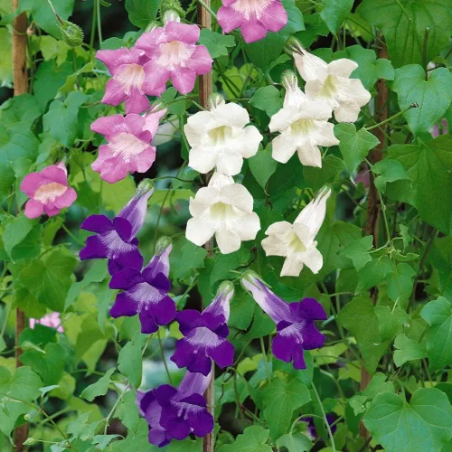 Miniatura 7 de Outsidepride Mix Asarina Climbing Snapdragon Seeds - 100 semillas de flores perennes para plantar, enredaderas trepadoras fáciles de cultivar