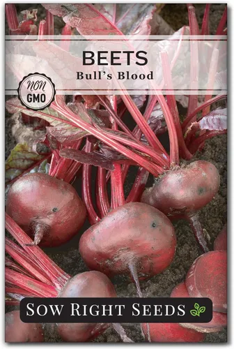 Sow Right Seeds - Semillas de remolacha sanguina para plantar - Paquete de reliquia sin OMG con instrucciones para plantar y cultivar un huerto en