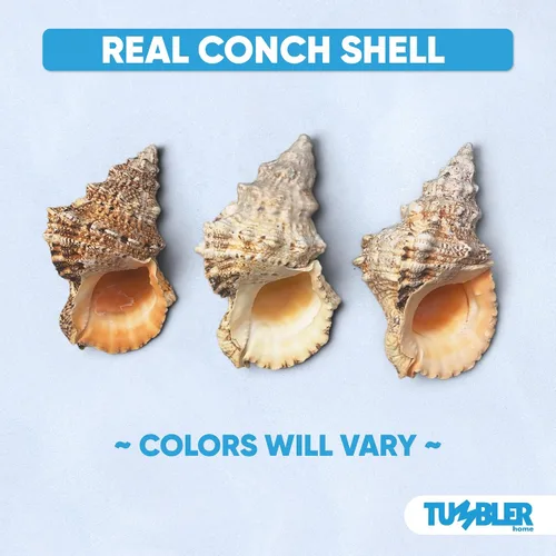 Miniatura 3 de Tumbler Home Conchas marinas grandes para decoración o pecera, decoración costera y náutica, soporte para plantas de aire, adornos de acuario
