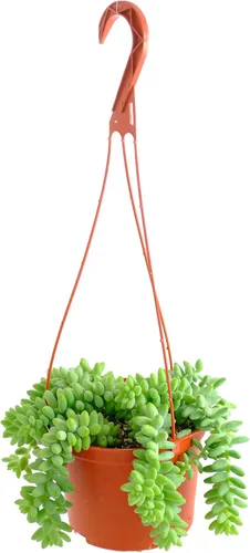 Miniatura 5 de Shop Succulents Cadena de Anzuelos Suculenta Colgante, Senecio Radicans Glauca, Planta Suculenta Viva de 6 Pulgadas Completamente Enraizada