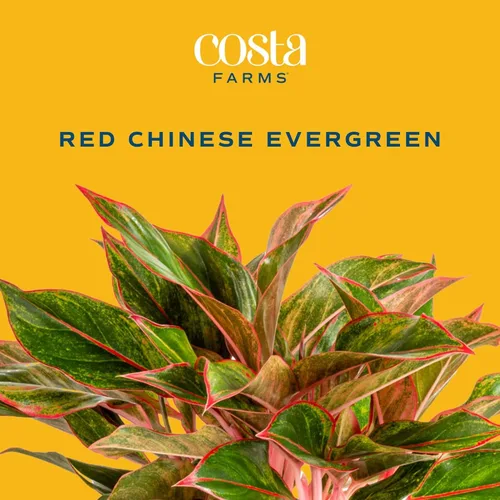 Miniatura 3 de Costa Farms Planta viva de hoja perenne china, Aglaonema, planta de interior de poca luz de fácil cuidado en maceta de vivero, maceta en mezcla