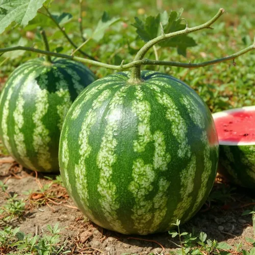 45 semillas de sandía Sugar Baby para plantar, sandía compacta de carne roja dulce para jardín en casa