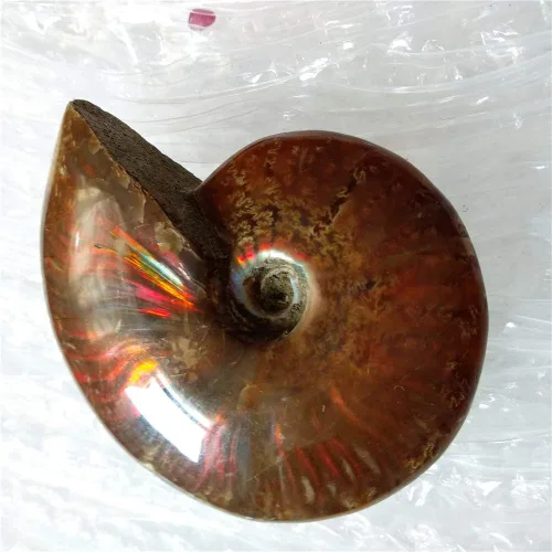 Miniatura 5 de LIXUAN Amonita Fósil Cleoniceras Iridesce Amonita Arco iris Espécimenes fósiles Amolita de Madagascar Fósil