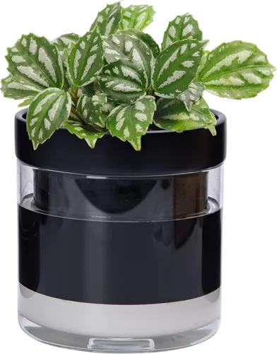 Miniatura 8 de Maceta Phoenix Vine de 6 Pulgadas con Riego Automático, Maceta de Arcilla Terracota con Reservario de Vidrio para Plantas de Interior, Hierbas