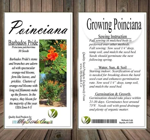 Miniatura 6 de Poinciana pulcherrima (orgullo de Barbados, arbusto rojo del paraíso), semillas de árbol, flores escarlata y amarillas brillantes, elige