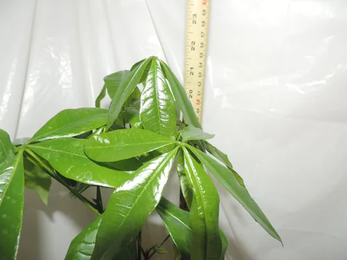 Miniatura 3 de Árbol del dinero Bonsai 5 trenzado de 20 pulgadas de alto
