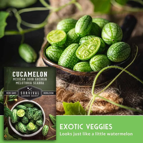 Miniatura 4 de Semillas de Cucamelon para plantar, 1 paquete con instrucciones para plantar y cultivar semillas de pepino de sandía agrias en tu huerto casero