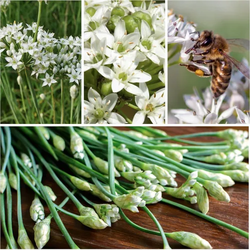 Miniatura 3 de Seed Needs Semillas de cebollino para plantar cebolletas de ajo, herencia sin OMG y hierbas perennes sin tratar para cultivar un jardín de hierbas