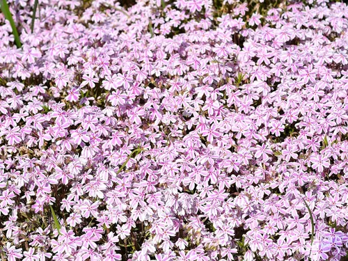 Miniatura 18 de Greenwood Nursery: Plantas vivas de cobertura del suelo - Bugleweed Blueberry Muffin + Ajuga Reptans - [Cantidad: 1x Maceta de Pinta]
