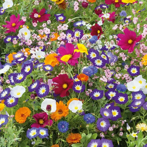 Miniatura 13 de Eden Brothers Crazy for Cosmos - Semillas mixtas de flores de cosmos para plantar, 50 lb, más de 24,000,000 semillas con Cosmos Gloria, Pinkie
