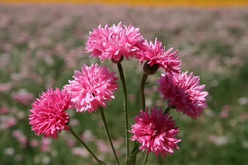 Miniatura 3 de TomorrowSeeds - Semillas de botón de soltero altas rosadas - Más de 1000 unidades - para plantar 2025 Centaurea Rose Heirloom Ramo de flores