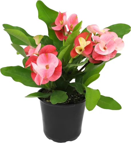 Plants for Pets - Decoración con planta de Euphorbia Corona de Espinas, plantas perennes listas para plantar, plantas de cactus vivas para el hogar,
