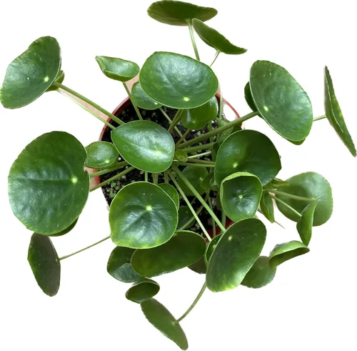 Planta viva de dinero chino – Planta viva Pilea peperomioides | Planta de interior de fácil cuidado | Purificadora de aire | Maceta de 4 y 6