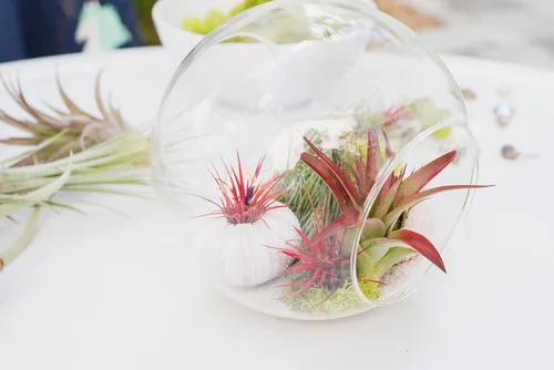 Miniatura 4 de Air Plant Shop Tillandsia Albida 'Minor' - Plantas suculentas vivas de casa Tillandsia - Decoración para el hogar y el jardín - Plantas