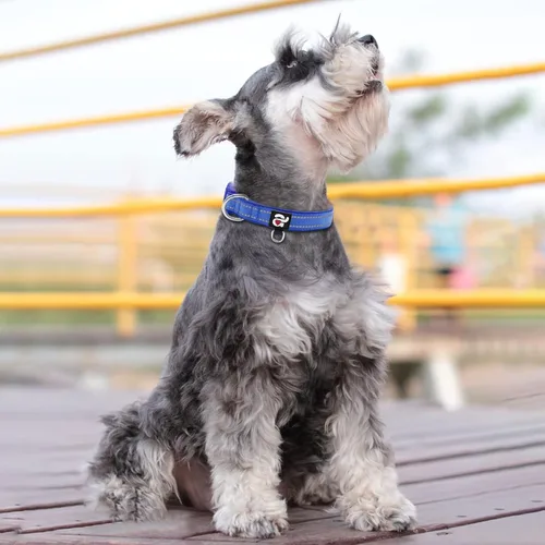 Miniatura 5 de azuza Collar reflectante para perro, de neopreno suave acolchado con anillo para etiqueta de identificación, ajustable para perros pequeños, azul