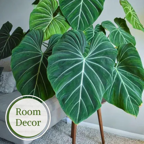 Miniatura 4 de Philodendron Plant Live Colección exclusiva (paquete de 4) – Birkin raro, Gloriosum, Princesa Rosa y Mago Blanco en maceta de 2 pulgadas; plantas