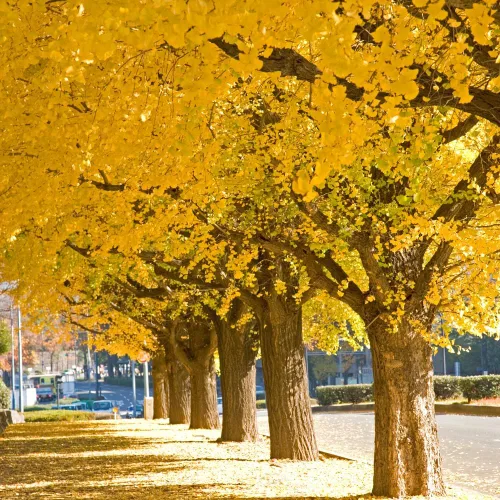 Miniatura 2 de TriStar Plants Árbol de Ginkgo Biloba - Contenedor de 1 galón - El árbol vivo se envía rápido, de rápido crecimiento, raíces establecidas