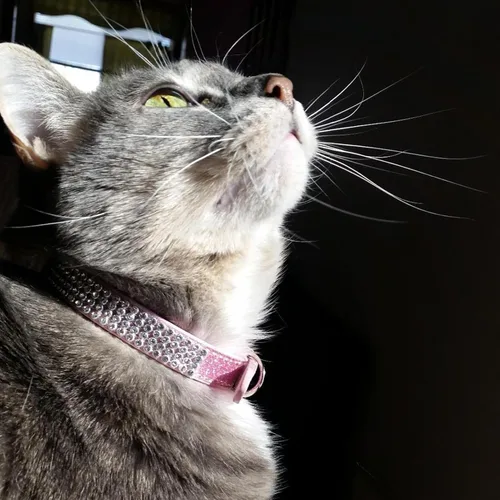 Miniatura 7 de PUPTECK Collar básico ajustable para gato con diamantes brillantes y campanas dobles, para gatitos y cachorros pequeños, collares de diamantes