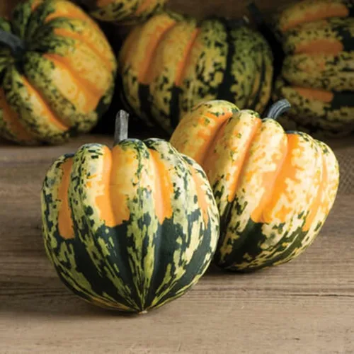 Miniatura 2 de Semillas de calabaza de bellota de carnaval para plantar Calabaza colorida, cultiva tu propia decoración de otoño - Se envía desde Iowa, Estados
