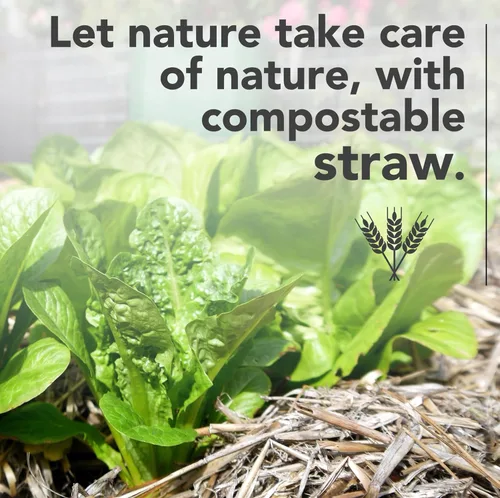 Miniatura 4 de Paja de jardín prémium (4 libras) – mantillo de paja que está diseñado para su uso en camas de compost, jardines, ropa de cama para mascotas, césped