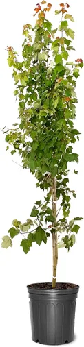 American Plant Exchange Árbol de arce rojo grande de verano, maceta de 5 galones, 2-3 pies de alto, planta de jardín grande para exteriores,