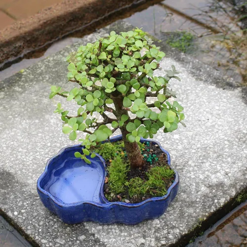 Miniatura 6 de Árbol de bonsái enano vivo de jade de Brussel's Bonsai, para interior - Pequeño, 3 años de edad, de 5 a 8 pulgadas de alto - Árbol de jade en maceta