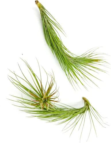 Miniatura 10 de ragnaroc Planta de Aire Viva – Tillandsia Capiput, Jumbo 6-9” - 2 unidades - Llegada Viva Garantizada - Plantas de Casa para Decoración del Hogar