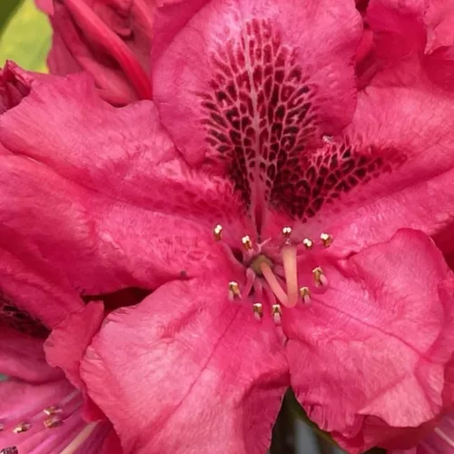 Miniatura 17 de Grandes plantas de rododendro blanco brillante de 1 galón vivas, plantas de azalea de 1 a 3 años de edad, arbustos vivos para plantar, muy bien