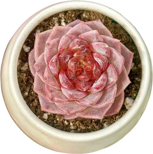 Miniatura 13 de Echeveria Agavoides Ebony - Suculenta viva - 2.5 pulgadas - Tolerante a la sequía, bajo mantenimiento, ideal para interiores y exteriores, Echeveria