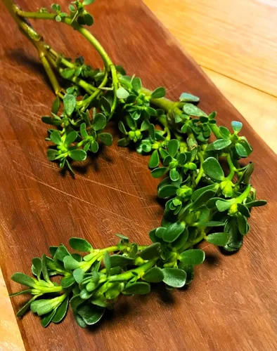 Miniatura 2 de TomorrowSeeds - Semillas de verdolaga verde - Más de 5000 unidades - para plantar 2026 Portulaca Oleracea Lechuga Verdolaga Pigweed Bakleh Bhaji