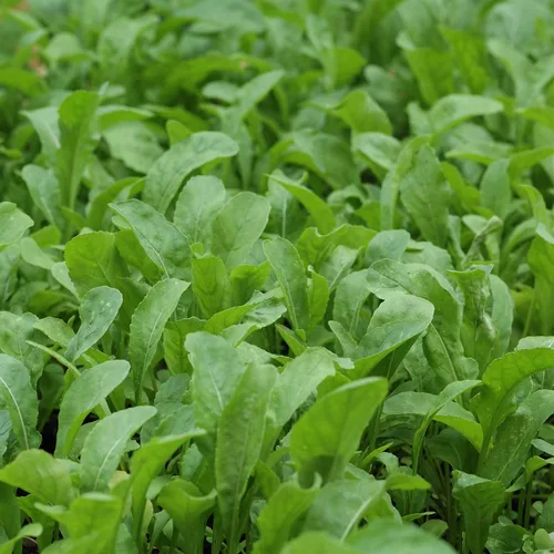 Miniatura 8 de Outsidepride Semillas de rúcula y microgreens – 1/4 libra anuales, fáciles de cultivar y aptas para polinizadores, semillas de hierbas para plantar