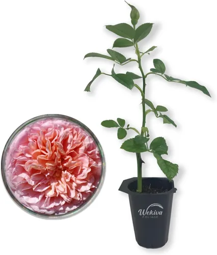 Abraham Darby Rose Bush - Planta de inicio vivo en una maceta de 2 pulgadas, rosa herencia bellamente fragante de Florida, una belleza versátil con