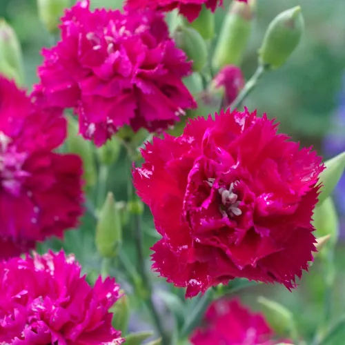 Miniatura 7 de Outsidepride Semillas de clavel magenta – 2000 piezas de semillas de flores perennes, fáciles de cultivar para plantar con flores fragantes, ideales