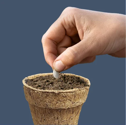 Miniatura 4 de Deepthi Macetas de vivero de fibra de coco de 3 pulgadas, paquete de 6 tazas de inicio de semillas biodegradables, macetas de turba de coco orgánico