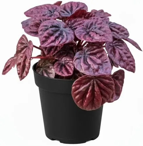 Miniatura 20 de Árbol de dinero trenzado de tocón de Pachira (4 pulgadas), plantas de interior de la suerte, plantas de interior decorativas únicas de 4/6 pulgadas