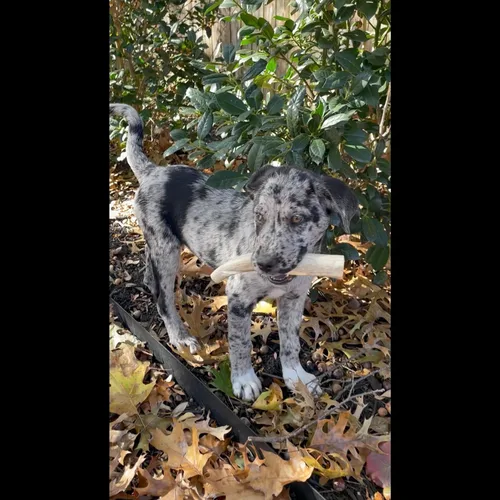 Miniatura 6 de Paquete de 3 cuernos masticables medianos para perros, cuernos de ciervo Texas de 5 a 7 pulgadas para perros de 20 a 35 libras, desprendimiento