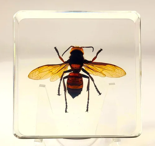 Miniatura 17 de 44mm Escorpión real asiático gigante en resina de lucite transparente cristal, especímenes de artesanía, insectos de animales varios, colección