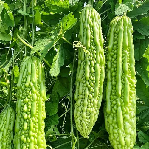 45 semillas de melón amargo para plantar semillas de calabaza amarga reliquia de amargo sin OMG